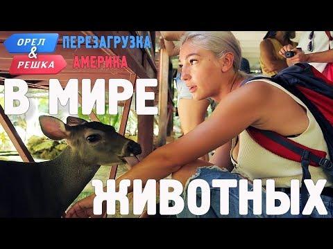 Фауна Коста-Рики! Орёл и Решка. Перезагрузка. АМЕРИКА