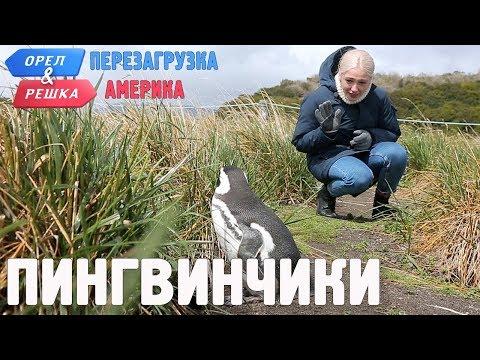 Пингвины Ушуайи! Орёл и Решка. Перезагрузка. АМЕРИКА