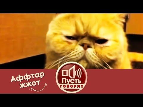 Аффтар жжот: самые смешные видео года.